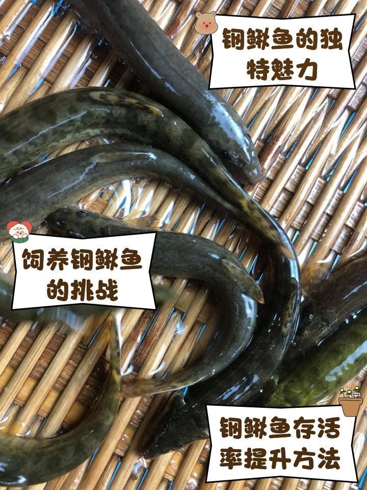 給我一張龍鰍魚品種的圖片