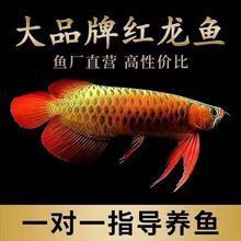 正宗金龍魚多少錢一條啊圖片