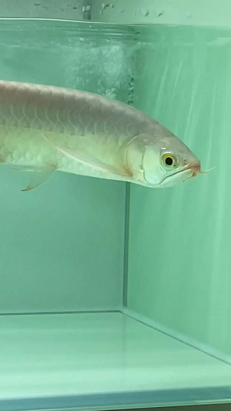 觀賞龍魚的心情說說圖片