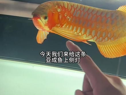 觀賞龍魚的心情說說圖片