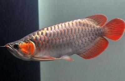 紅龍魚最大能養多大的魚：紅龍魚的體型和生長潛力受到廣泛關注，紅龍魚最大能養多大的魚缸