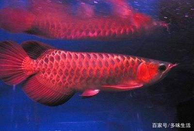 紅龍魚最貴的魚排名榜（世界上最貴的觀賞魚排行榜前十名血紅龍魚500萬）