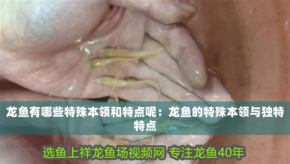 龍魚(yú)有哪些特殊本領(lǐng)和特點(diǎn)呢：龍魚(yú)的特殊本領(lǐng)與獨(dú)特特點(diǎn)