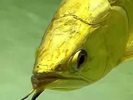 純黑色龍魚多少錢一只啊視頻