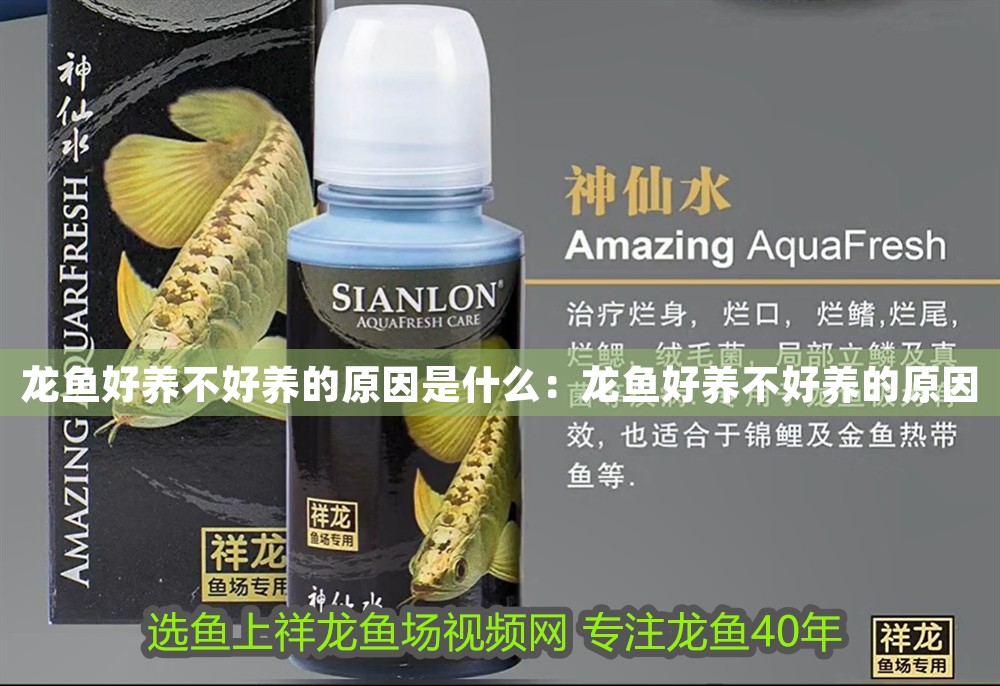 龍魚好養不好養的原因是什么：龍魚好養不好養的原因