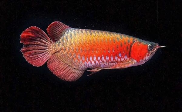 銀龍魚變黑