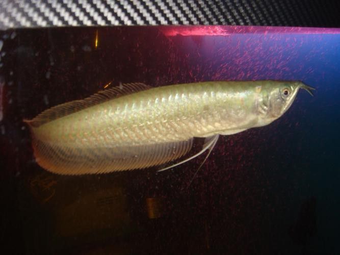 銀龍魚變黑