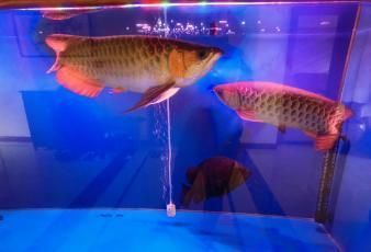 龍魚怎么訓練膽大的：如何訓練龍魚的膽子