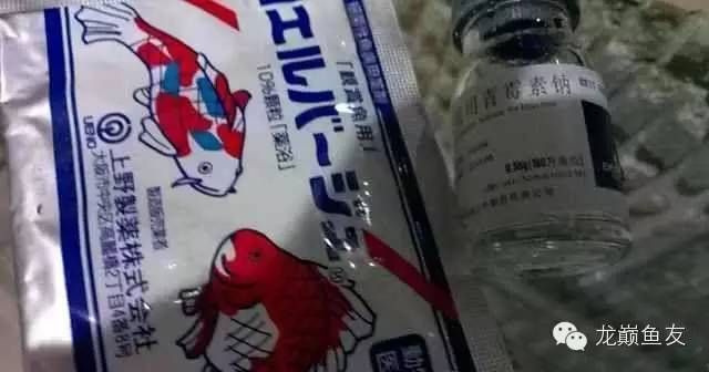 龍魚用青霉素鈉的作用與用量：如何判斷龍魚對青霉素過敏