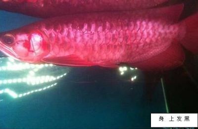 龍魚用青霉素鈉的作用與用量：如何判斷龍魚對青霉素過敏