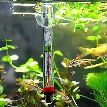 2～3厘米小魚的最佳生長溫度是多少？