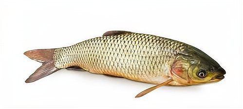 2～3厘米小魚的最佳生長溫度是多少？