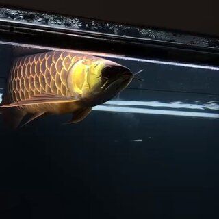 紅龍魚前寬后窄怎么回事（如何改善紅龍魚飼養(yǎng)環(huán)境，紅龍魚寬體短粗品種介紹）