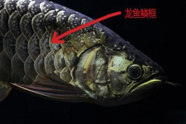 金龍魚吃框是什么意思（金龍魚吃框對價值有影響嗎）
