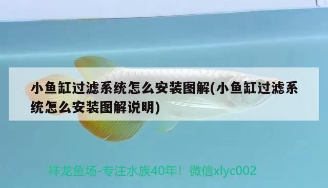 紅龍魚40公分賣多少錢一條呢（紅龍魚40公分的價格受多種因素影響）
