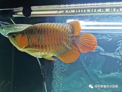 龍魚飼養難度大嗎：龍魚的飼養難度大嗎，龍魚飼養難度大嗎，