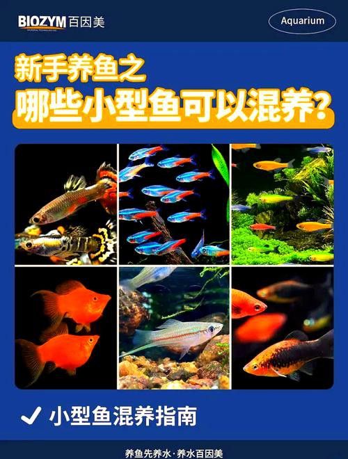 藍(lán)曼龍魚和孔雀魚能混養(yǎng)嗎圖片
