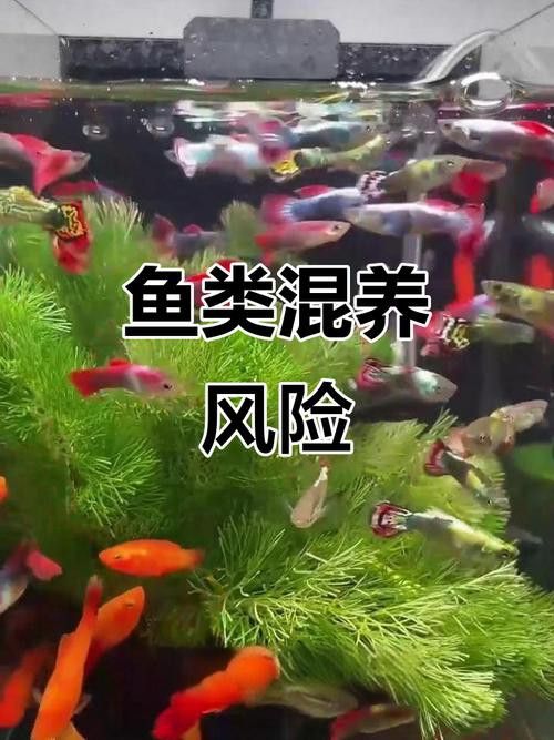 藍(lán)曼龍魚和孔雀魚能混養(yǎng)嗎圖片