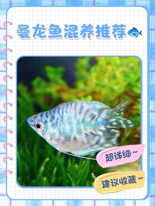 藍(lán)曼龍魚和孔雀魚能混養(yǎng)嗎圖片