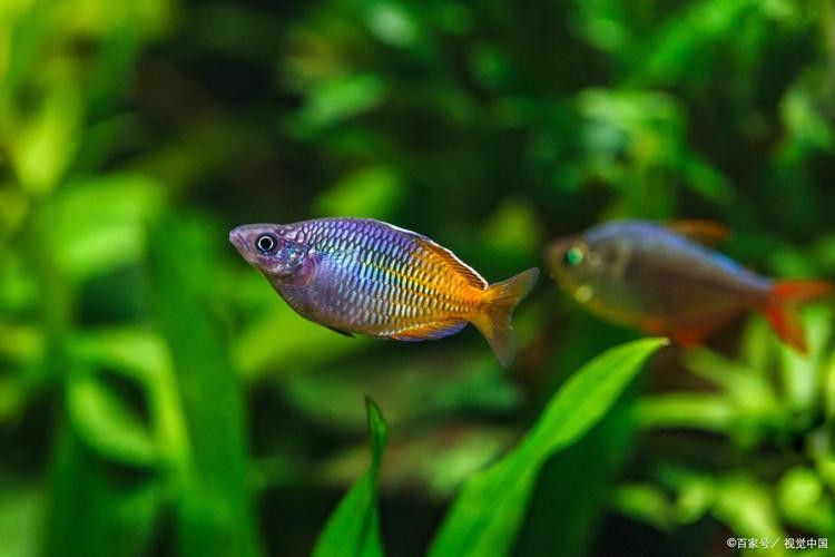 藍(lán)曼龍魚和孔雀魚能混養(yǎng)嗎圖片