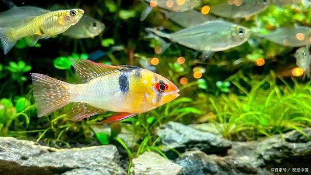 藍(lán)曼龍魚和孔雀魚能混養(yǎng)嗎圖片