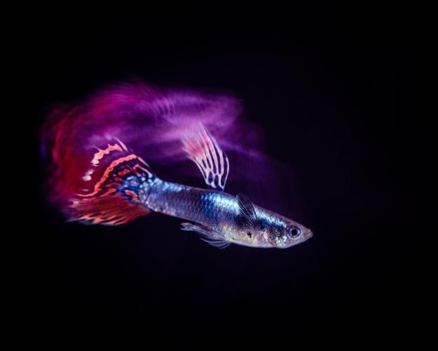 藍(lán)曼龍魚和孔雀魚能混養(yǎng)嗎圖片