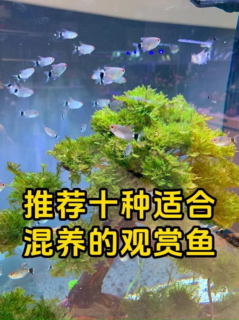 藍(lán)曼龍魚和孔雀魚能混養(yǎng)嗎圖片