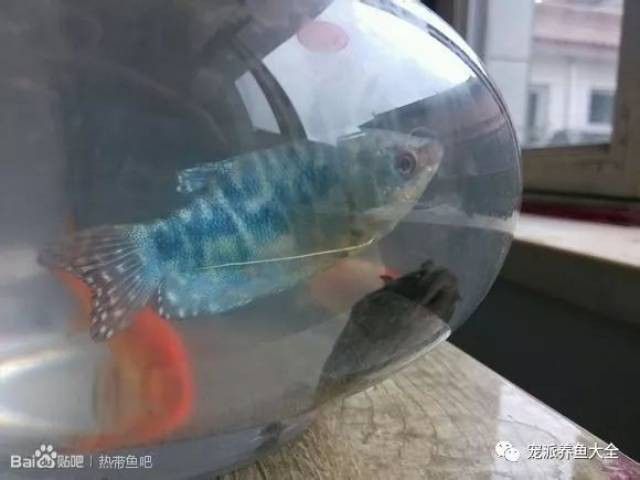 藍(lán)曼龍魚和孔雀魚能混養(yǎng)嗎圖片