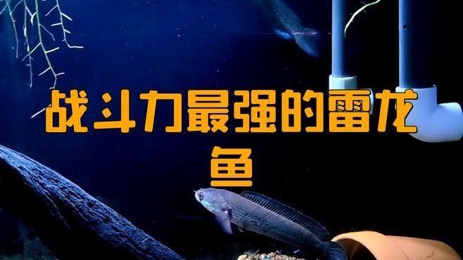 雷龍魚哪種最兇猛