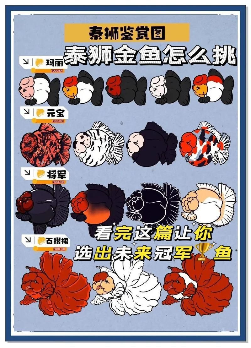 賽級金魚什么意思 龍魚百科 第2張 賽級金魚什么意思 賽級金魚什么意思 龍魚百科 第2張