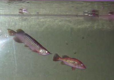 龍魚沉頭會死嗎：龍魚沉頭會導致死亡嗎？
