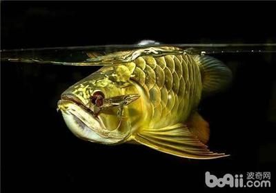 龍魚飄起來了怎么回事兒啊：龍魚為什么會飄起來