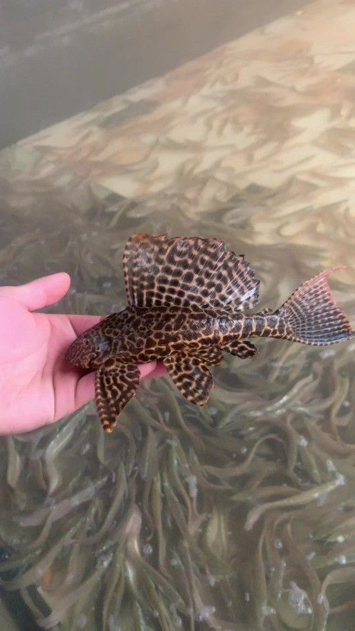清道夫能放在銀龍魚魚缸里嗎