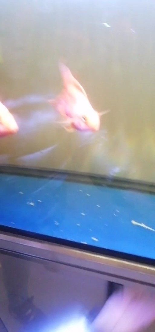 清道夫能放在銀龍魚魚缸里嗎
