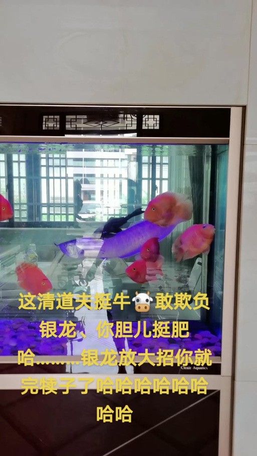 清道夫能放在銀龍魚魚缸里嗎