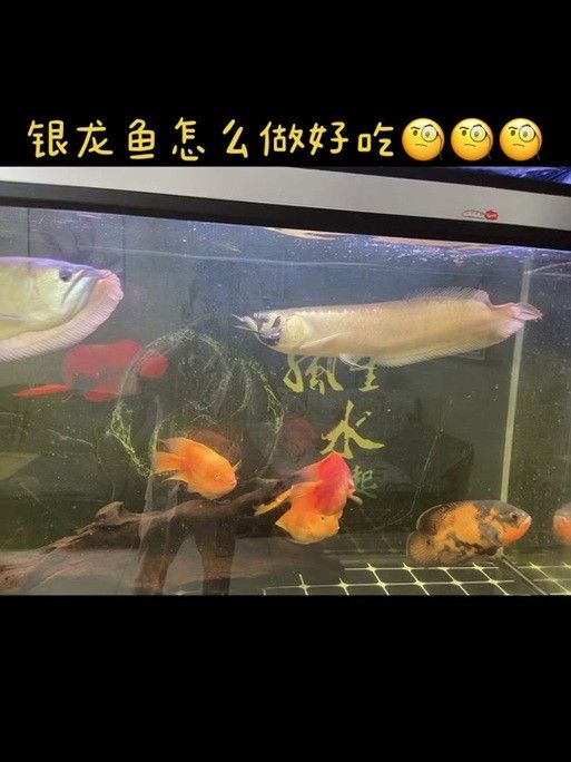 清道夫能放在銀龍魚魚缸里嗎