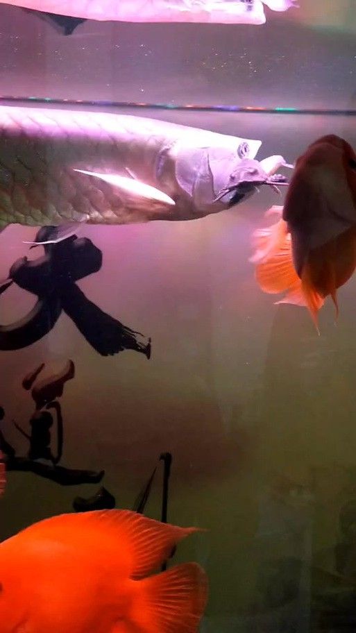 清道夫能放在銀龍魚魚缸里嗎