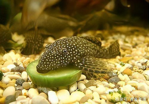 清道夫能放在銀龍魚魚缸里嗎