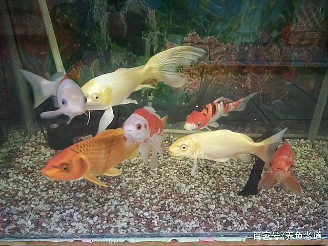 清道夫能放在銀龍魚魚缸里嗎