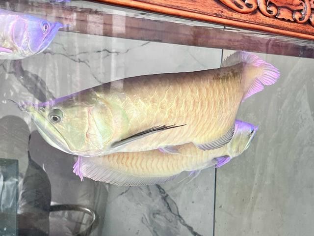 清道夫能放在銀龍魚魚缸里嗎