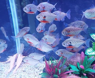 銀板魚苗混養疾病預防：銀板魚苗混養時疾病預防