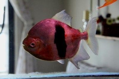 銀板魚苗混養疾病預防：銀板魚苗混養時疾病預防