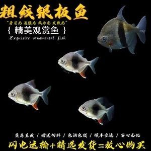 銀板魚苗混養疾病預防：銀板魚苗混養時疾病預防