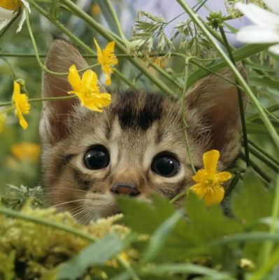 金元寶魚是胎生還是卵生