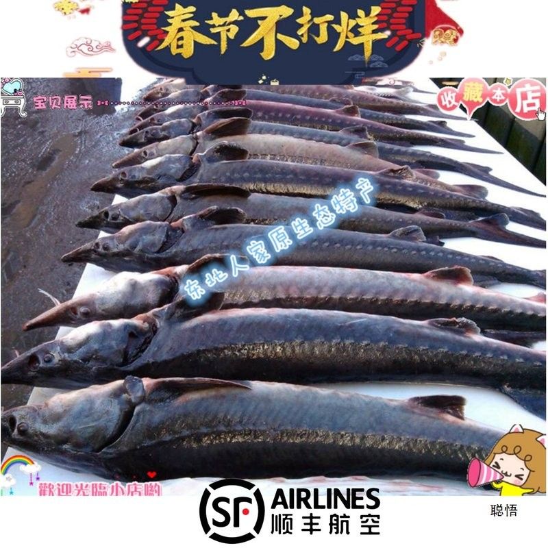龍魚空運多少錢一斤
