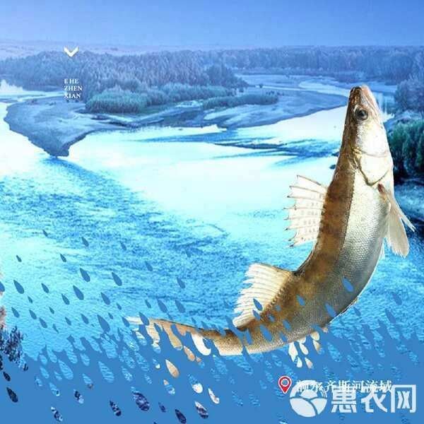 龍魚空運多少錢一斤
