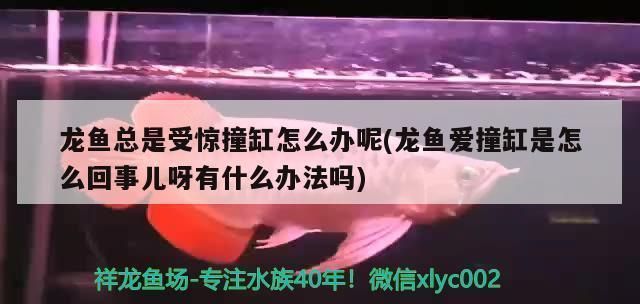龍魚把大白片吃了沒事吧怎么辦：(龍魚吞食大白片受驚撞缸怎么辦呢
