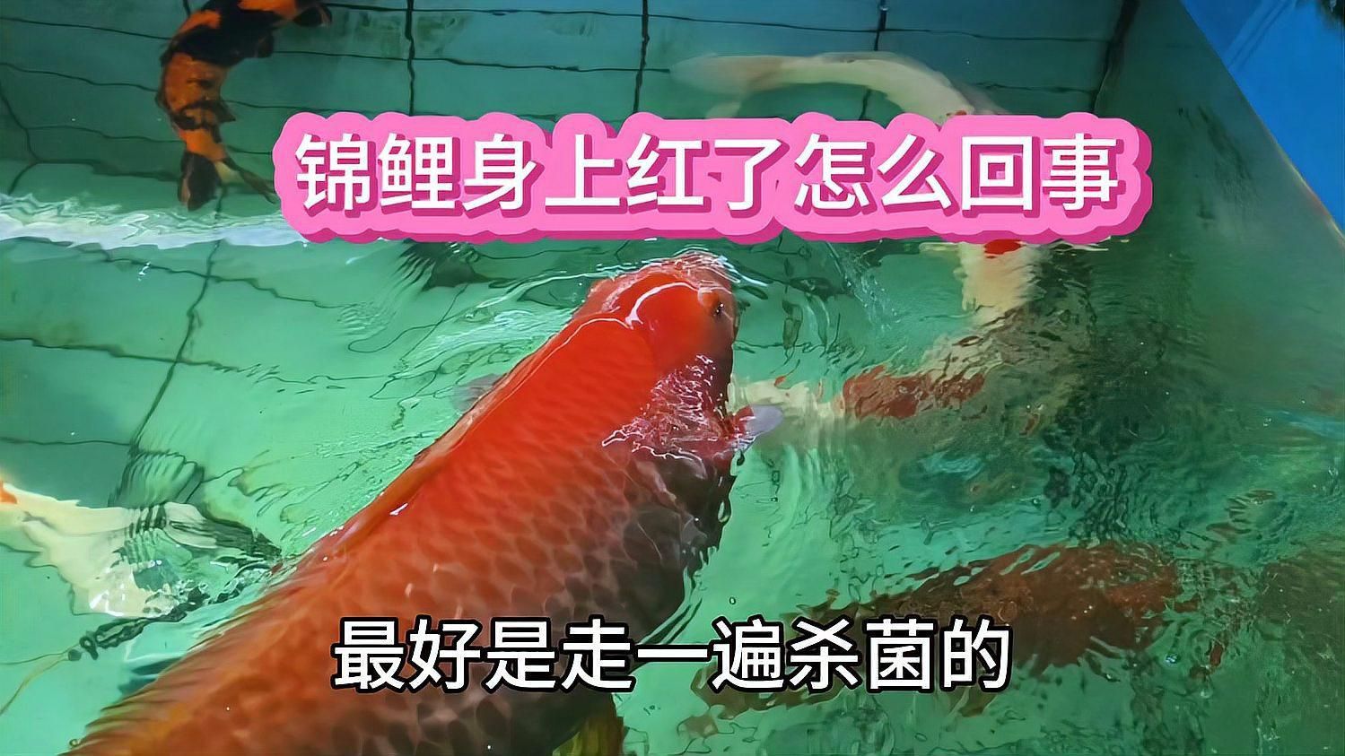 如何判斷錦鯉發紅是哪種原因？