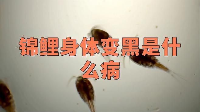 如何判斷錦鯉發紅是哪種原因？