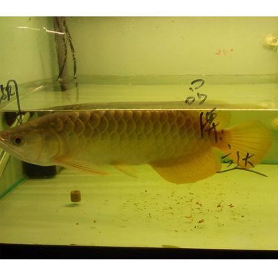 紅龍魚用燈過程（養紅龍魚用什么燈好）